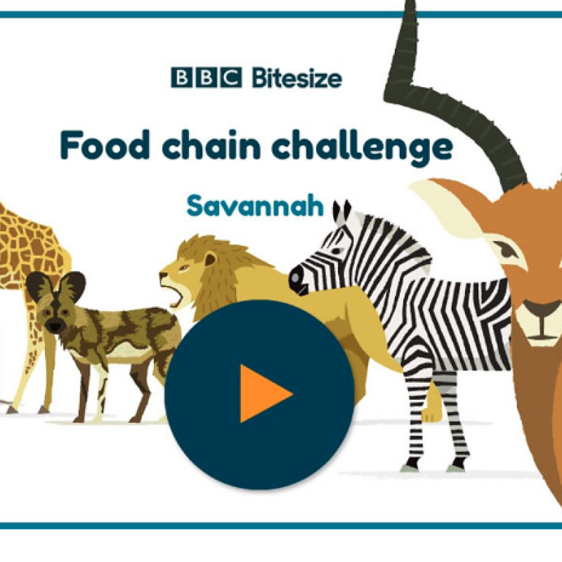 animals from savannah food chain